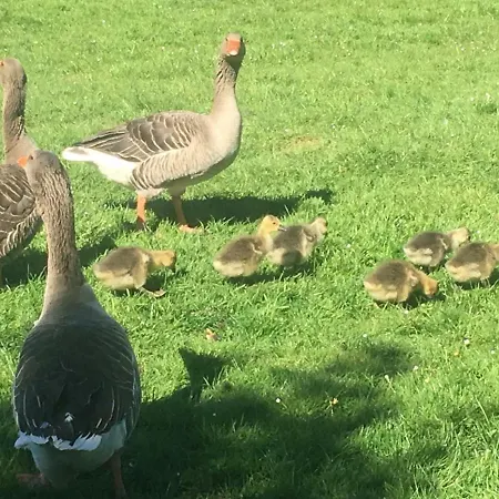 Confort A La Ferme, 10km De Wimereux, 4 Ch., Jardin, Terrasse, Parking, Animaux Acceptes, Wifi - Fr-1-376-82 *